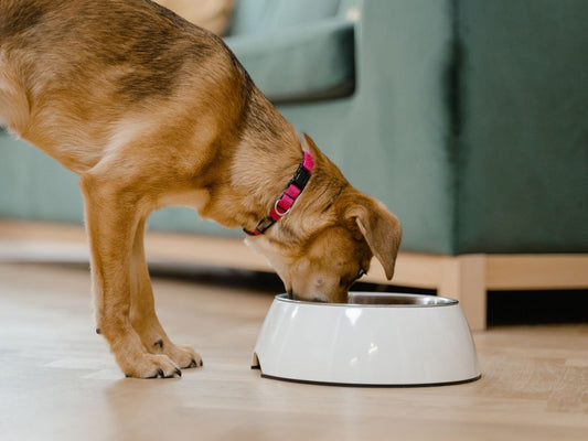 Dog eating from a white bowl on a wooden floor