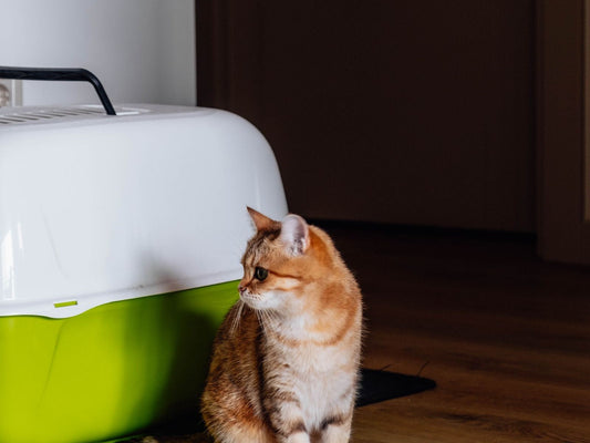 Ginger cat sitting beside a covered hooded litter box