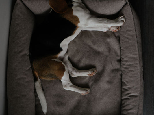 How to Size a Dog Bed So They Actually Sleep In It
