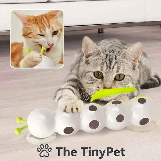 Tabby cat pouncing on the white caterpillar toy lying on the floor