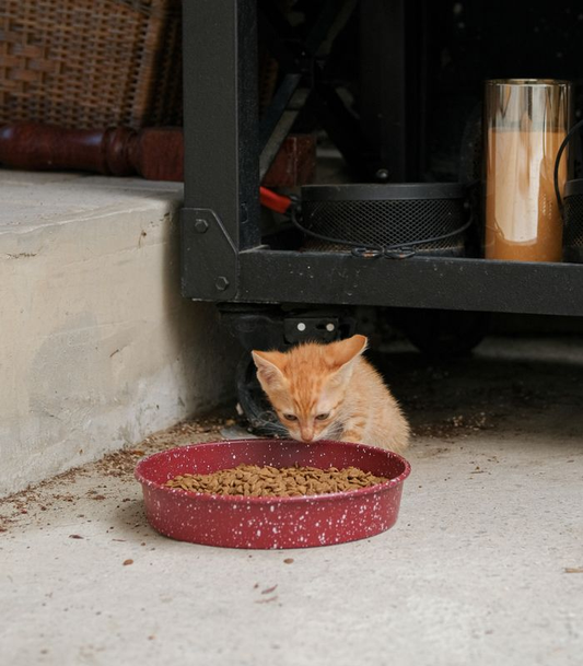 A kitten eating from a red bowl