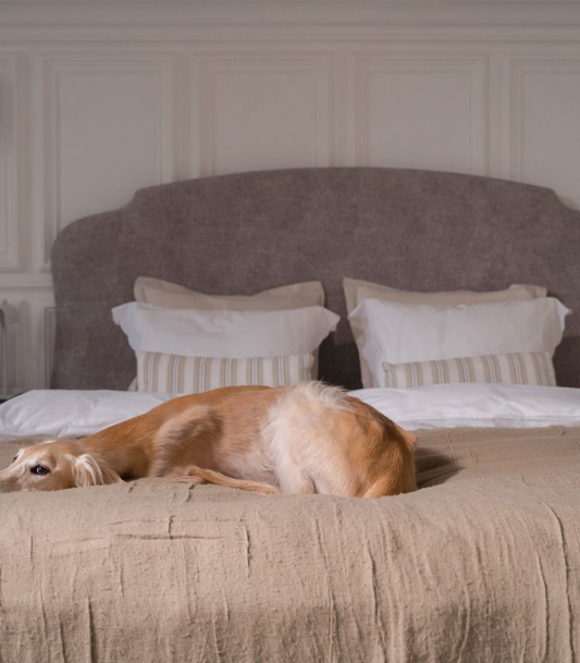 A dog lying on a bed
