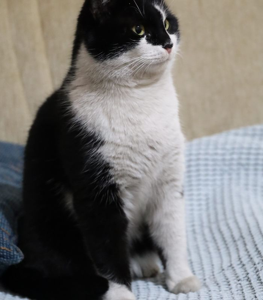 A cat indoors