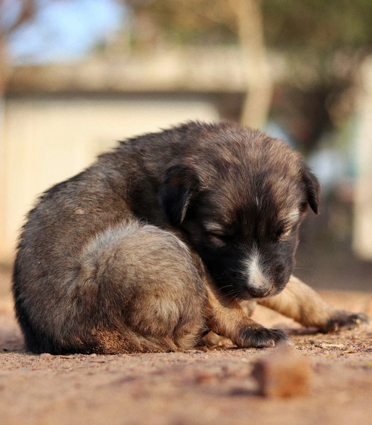 A puppy