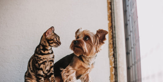 A cat and a small dog looking up together