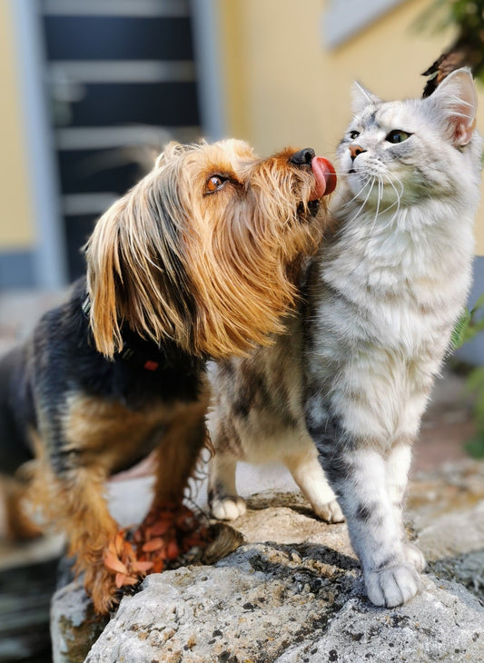 A dog and a cat nuzzling on a rock