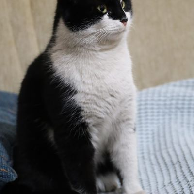 A cat indoors
