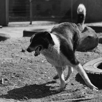 A dog playing