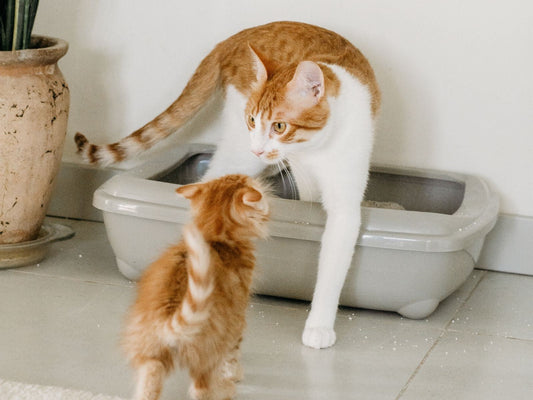 Cat and kitten at an open litter tray in a room corner