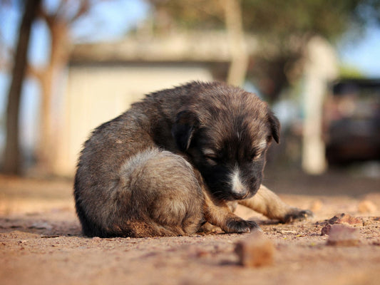 What You Actually Need Before a Puppy or Kitten Arrives