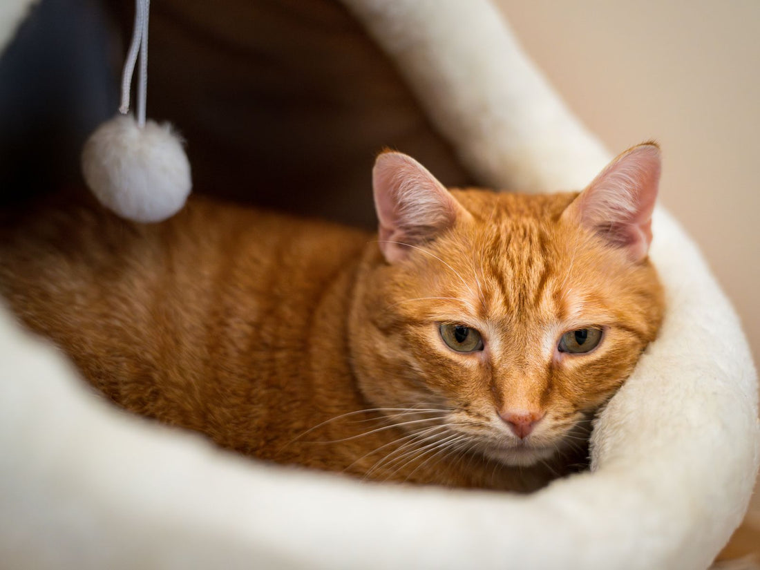 Indoor Cat Enrichment: What Actually Reduces the 3am Zoomies