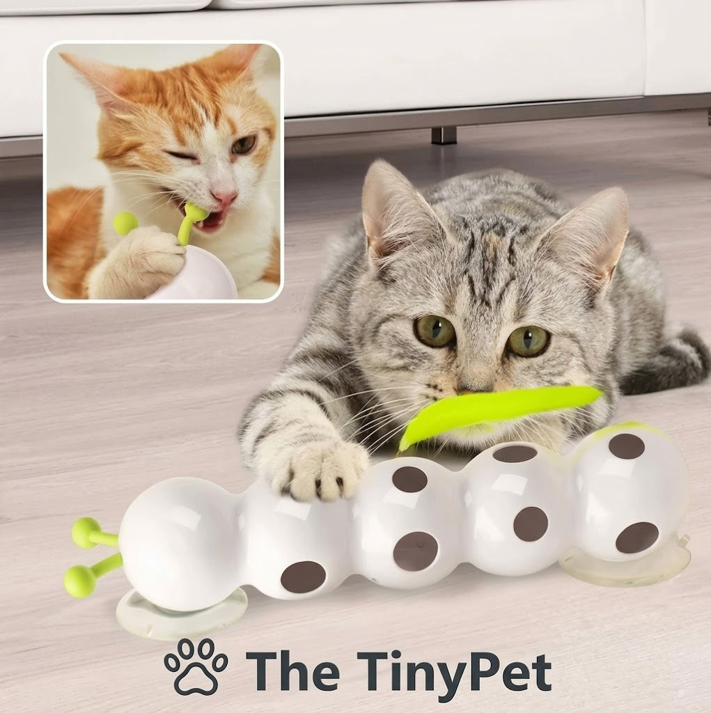 Tabby cat pouncing on the white caterpillar toy lying on the floor