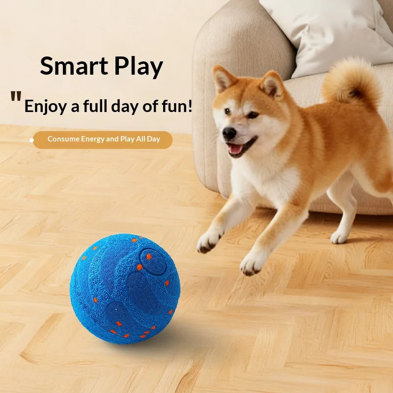 Shiba inu bounding toward the blue ball as it rolls across a timber floor