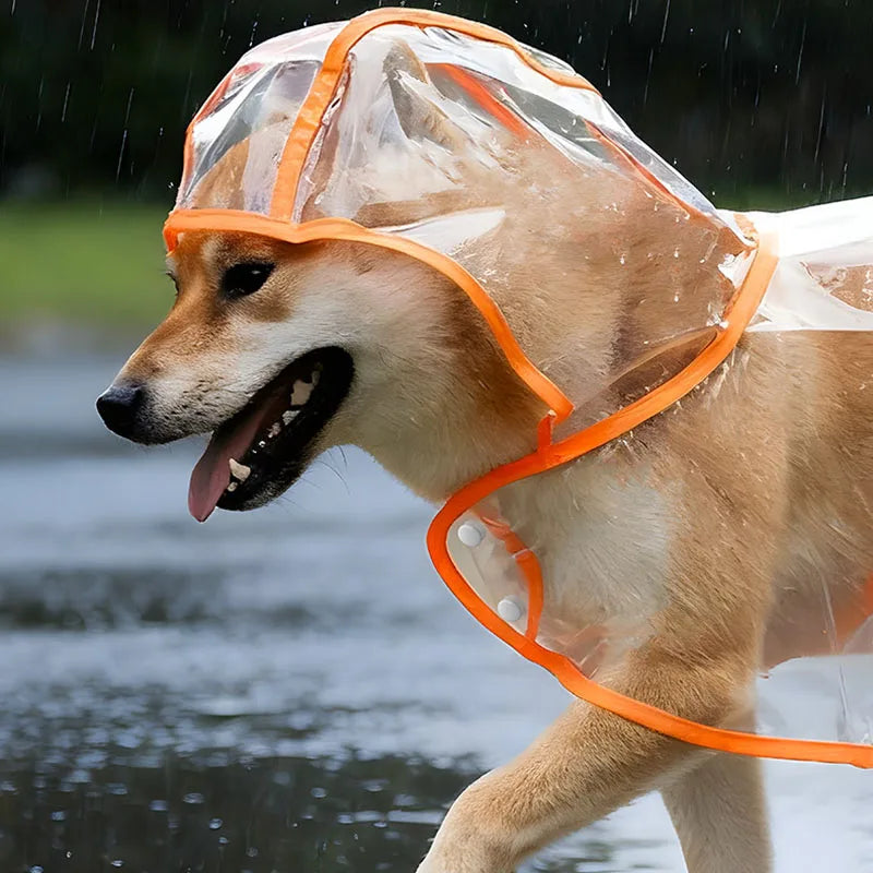 The raincoat on a walking shiba inu, showing the hood and brim