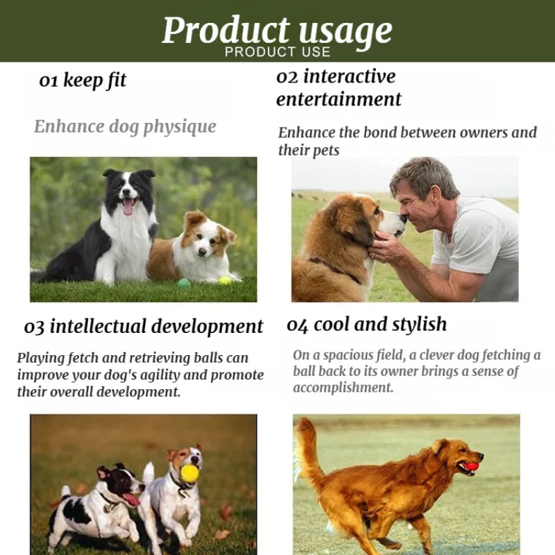 Four supplier photos of dogs playing fetch outdoors