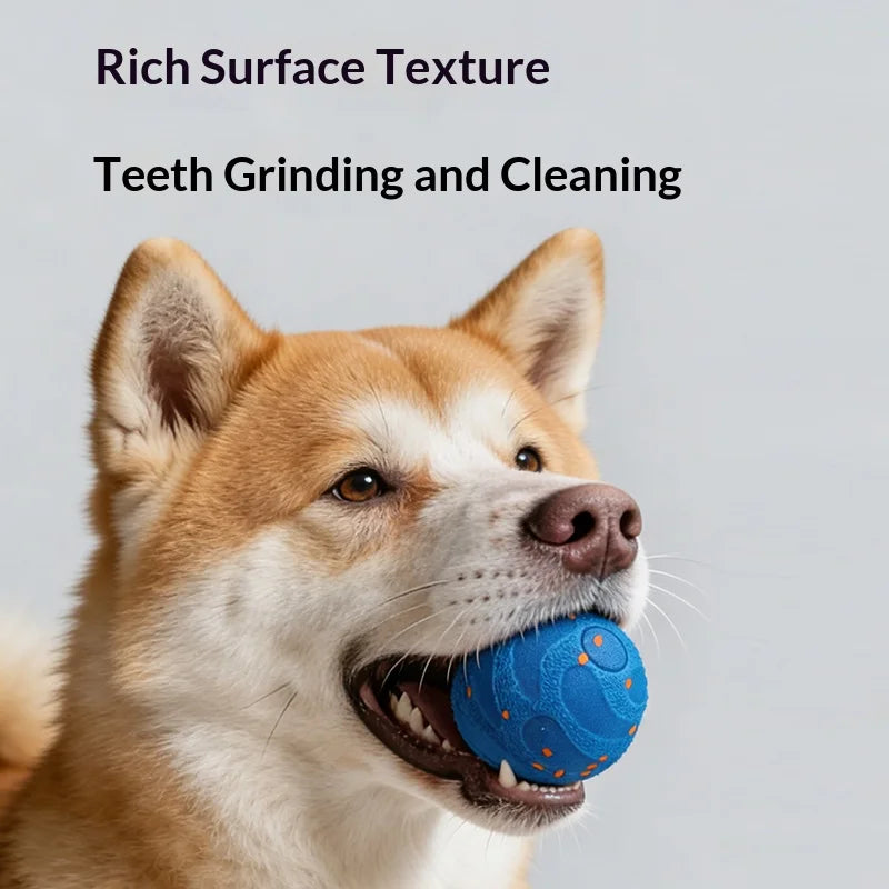 Shiba inu holding the blue ball in its mouth