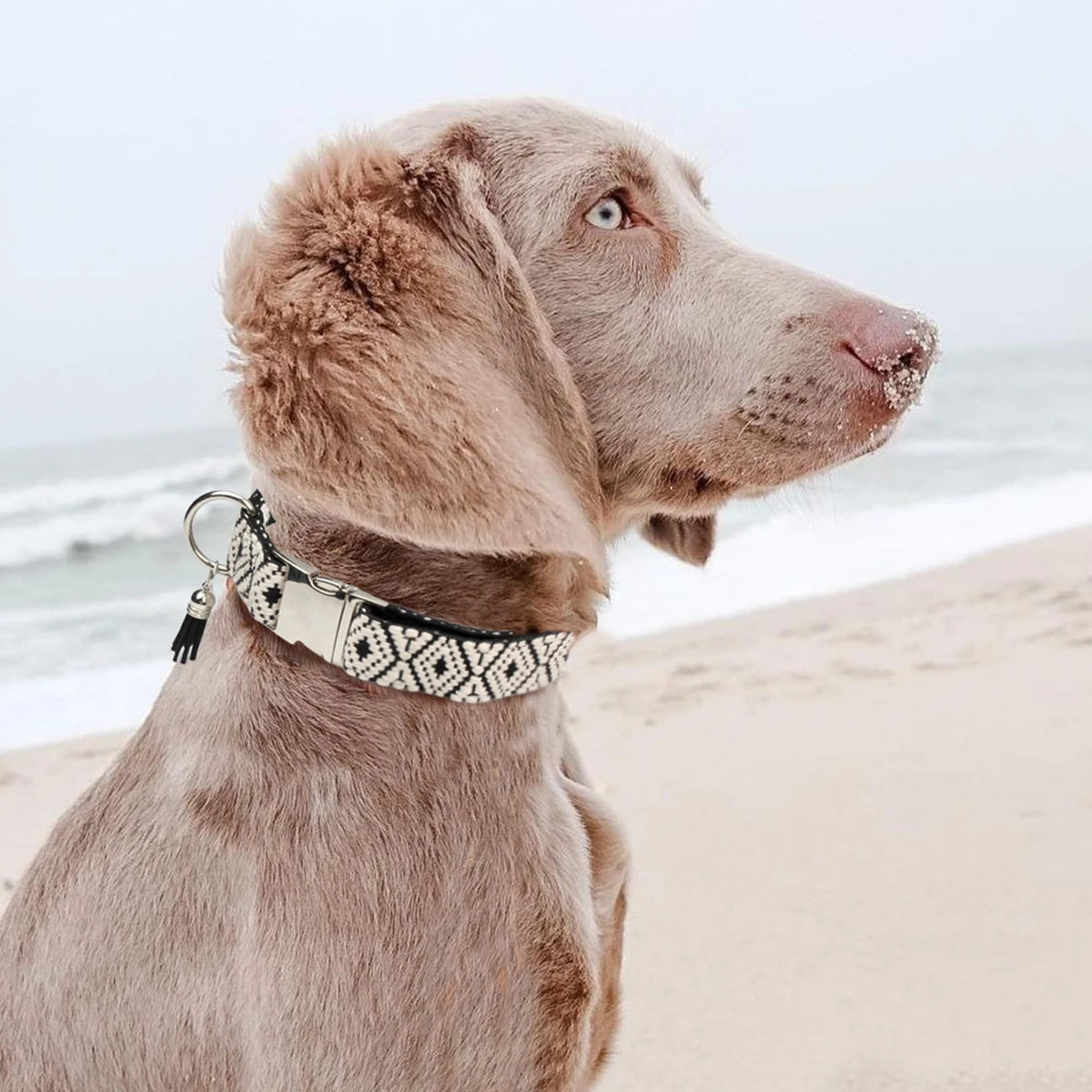 A grey dog on a beach wearing the collar