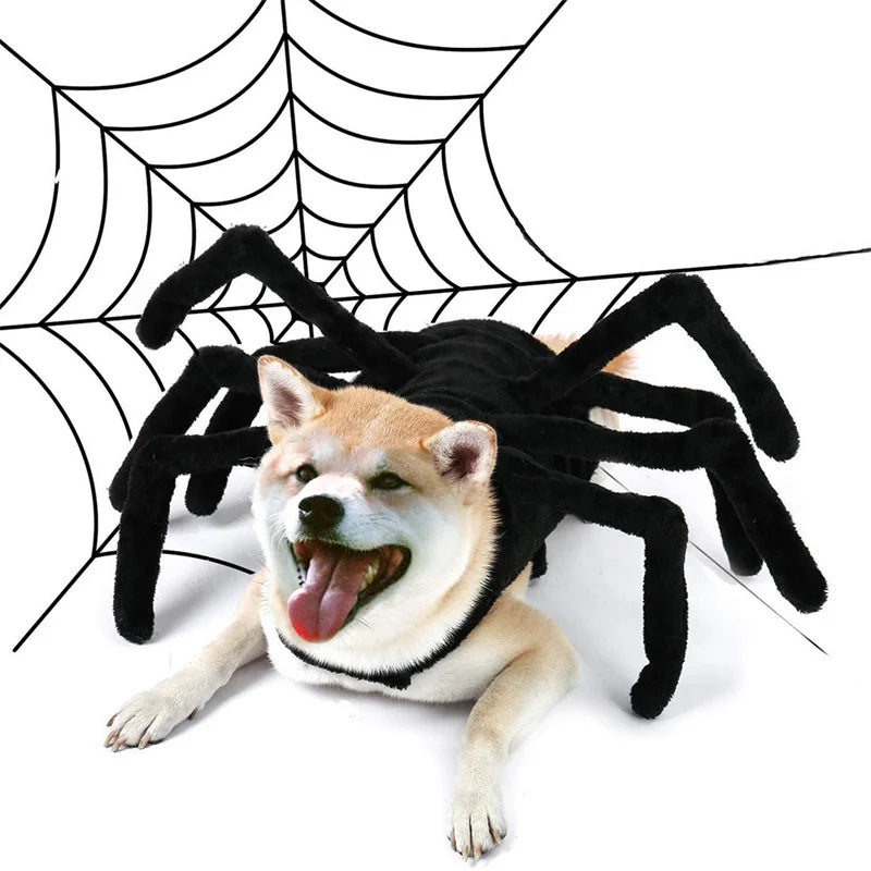 A shiba inu lying under a cobweb wearing the plush spider costume