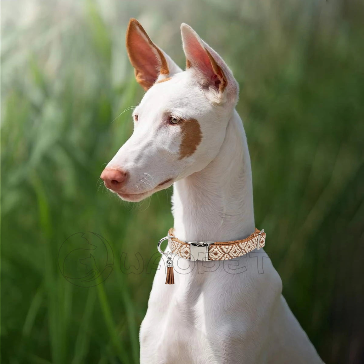 A white dog wearing the black jacquard collar