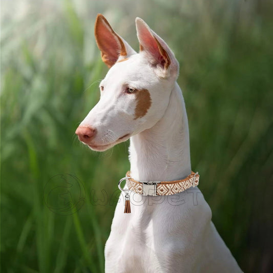 A white dog wearing the black jacquard collar