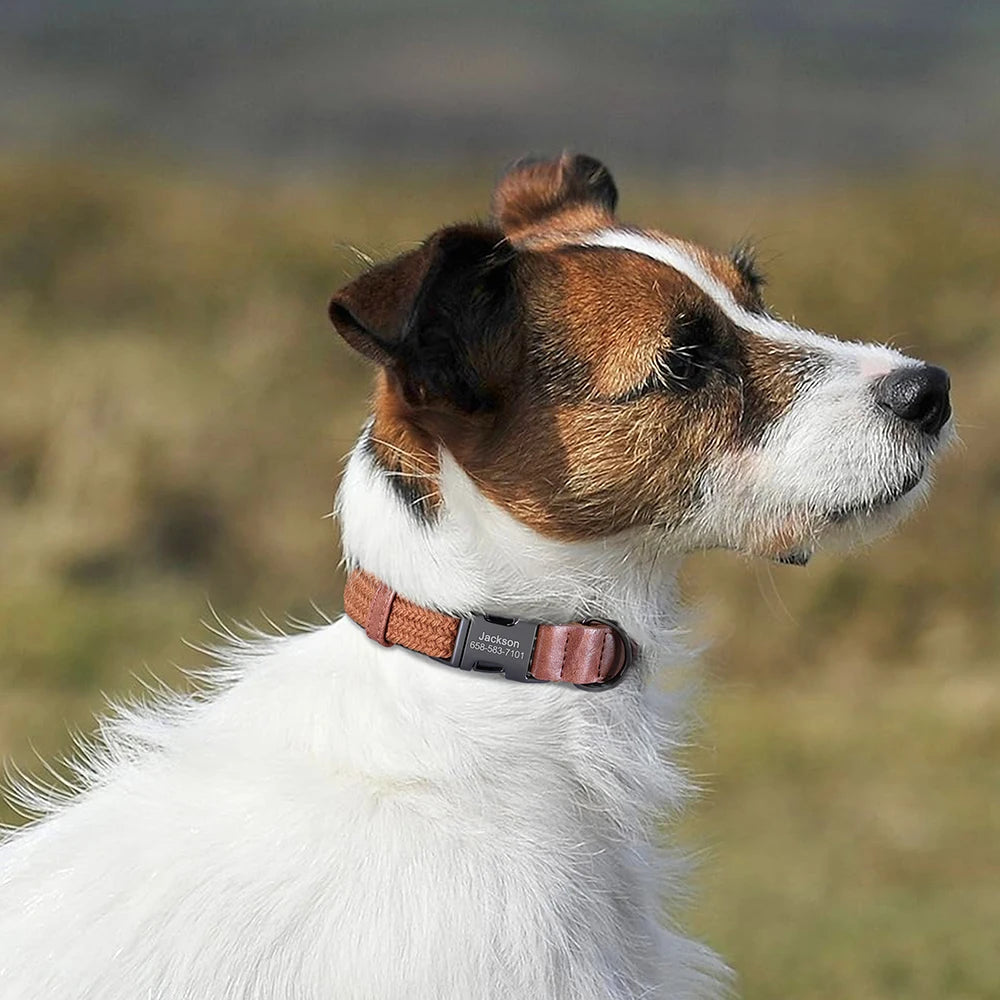 Jack Russell outdoors wearing the tan collar