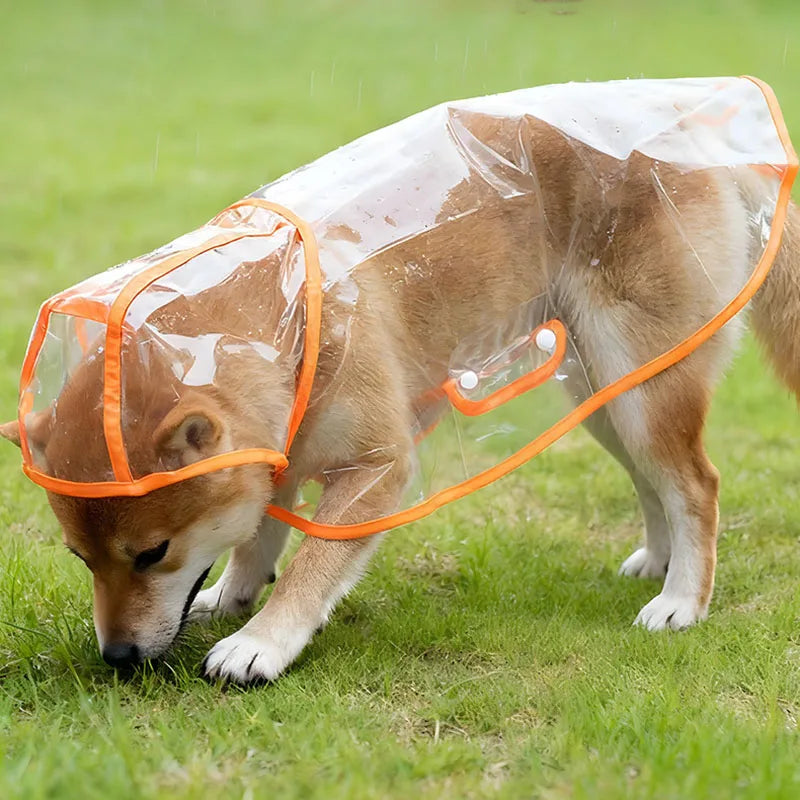 A dog in the raincoat sniffing wet grass, seen from the side