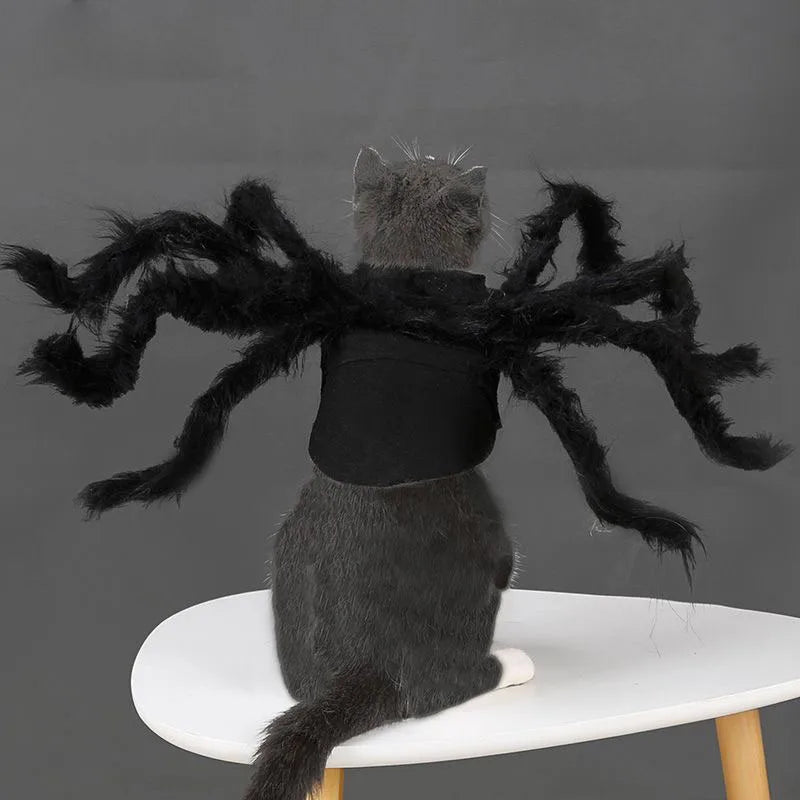 The tarantula costume seen from behind on a cat