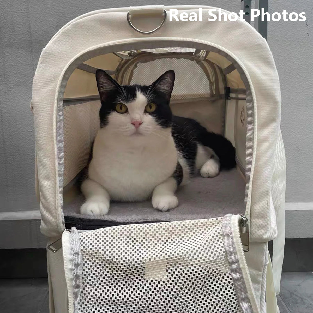 Cat sitting inside the top deck of the carrier looking out through the mesh door