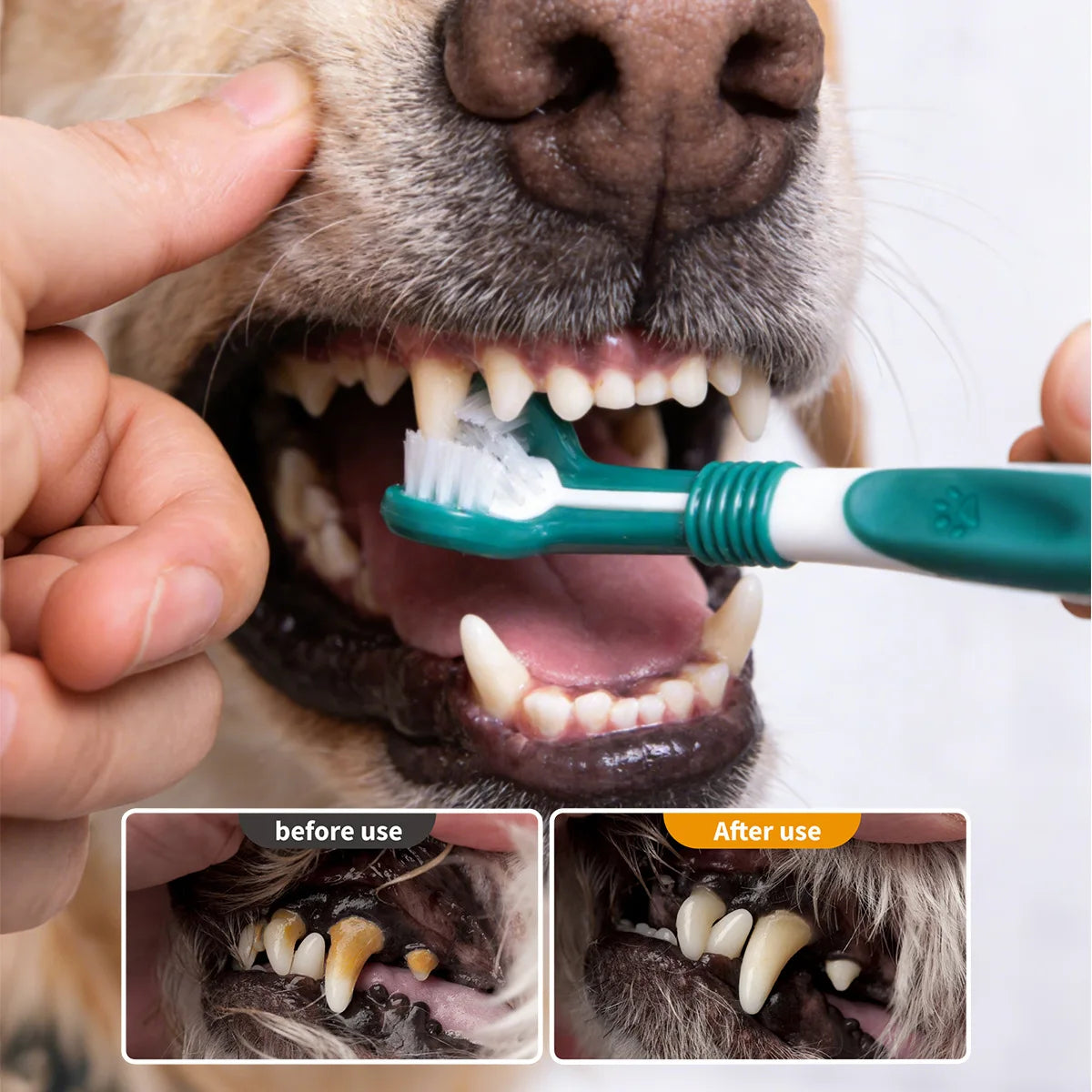 Supplier before-and-after photo of a dog's teeth. Brushing prevents build-up; it does not remove tartar that has already hardened