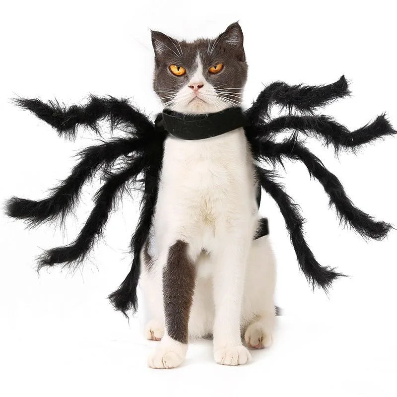 A grey and white cat sitting in the furry tarantula costume