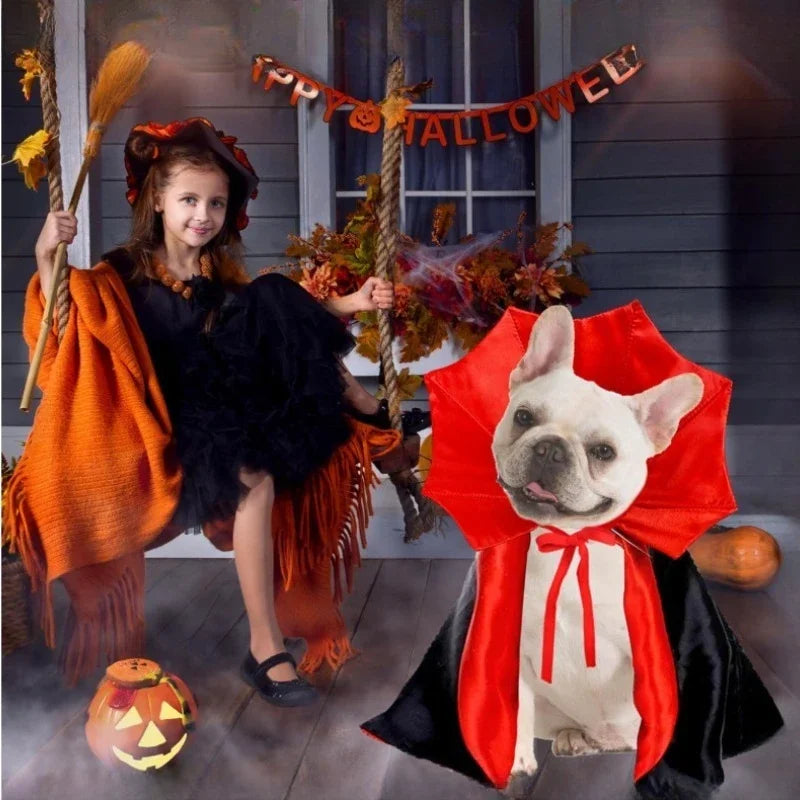 A French bulldog in the vampire cape on a porch