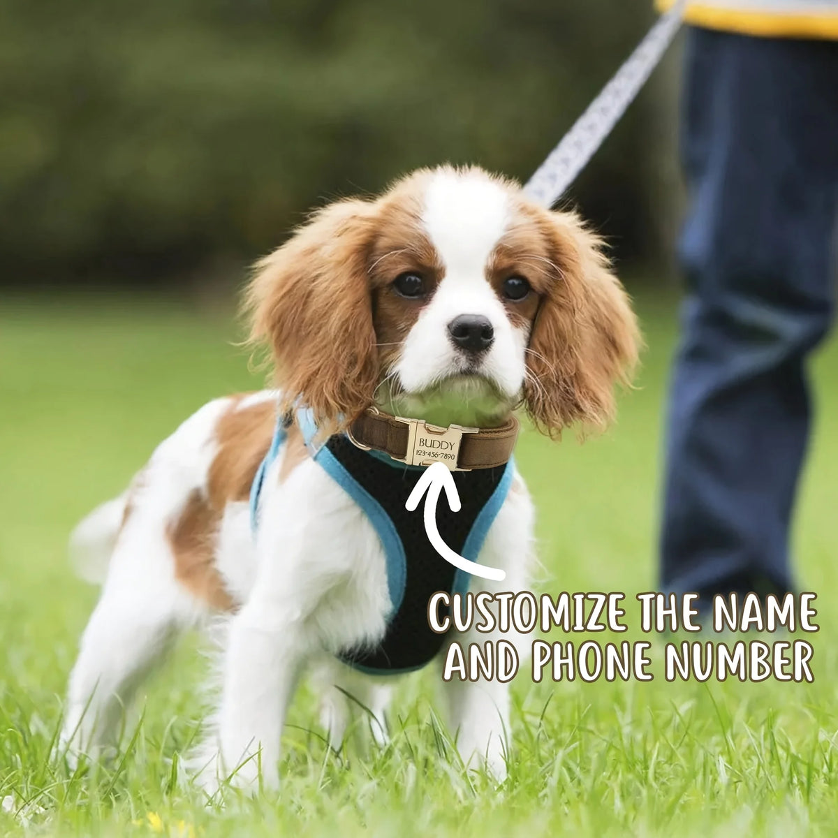 A golden retriever wearing the cream collar