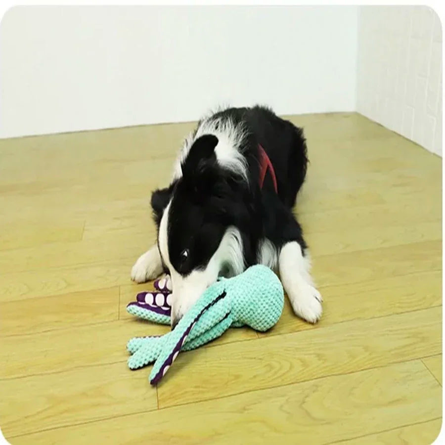 A border collie lying on the floor with the octopus toy