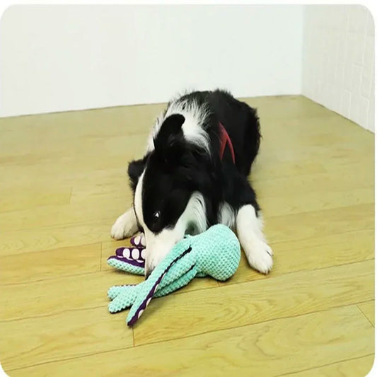 A border collie lying on the floor with the octopus toy