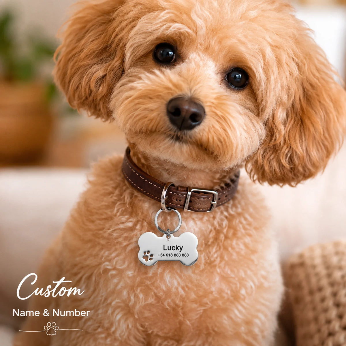 Apricot poodle wearing the silver bone tag on a brown leather collar