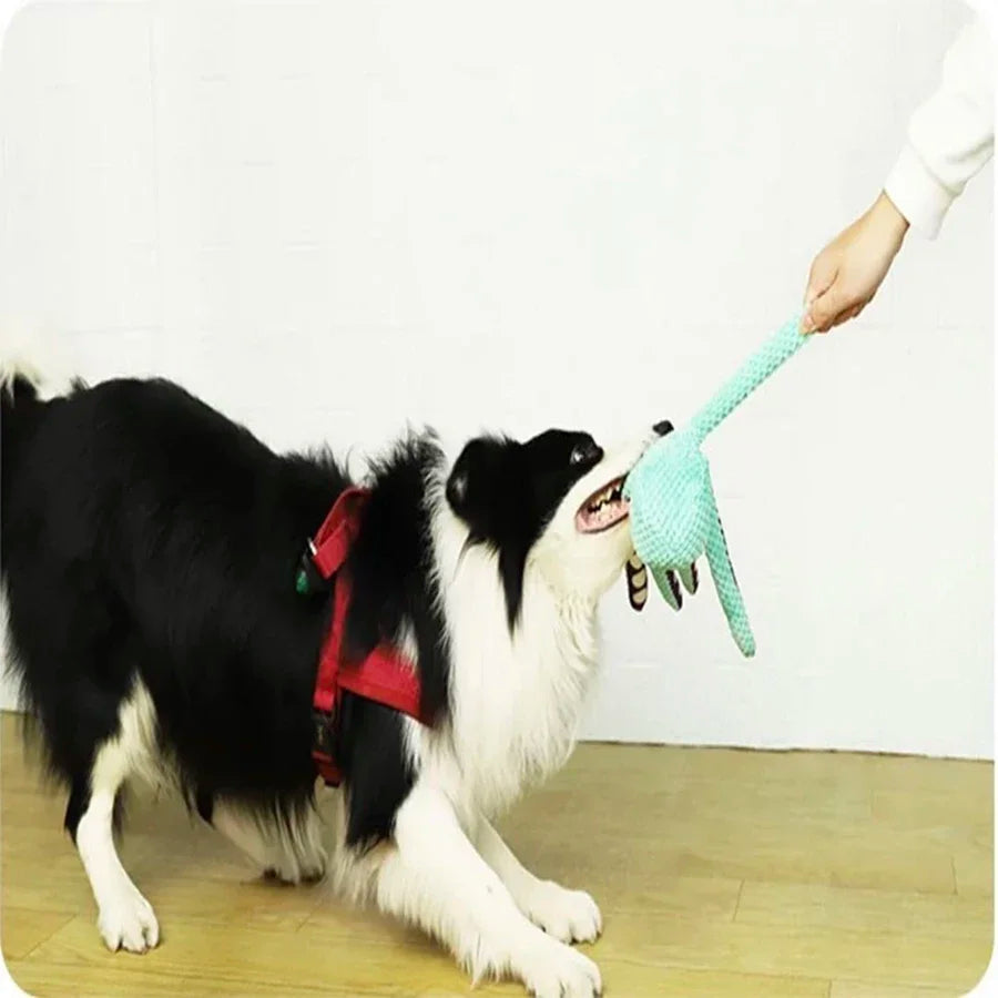 A border collie tugging one leg of the octopus toy