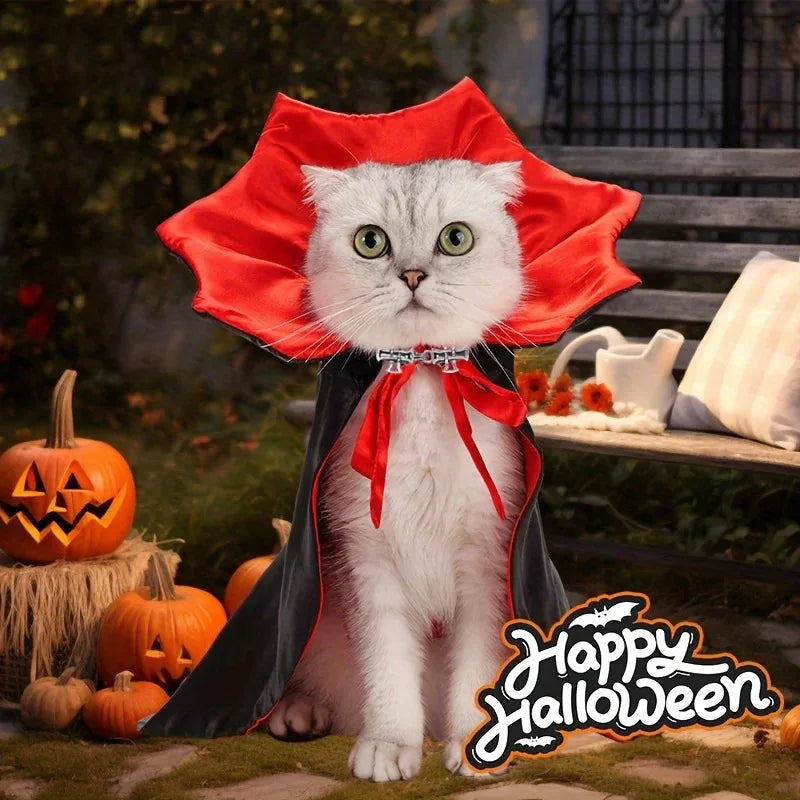 A white cat in the vampire cape beside pumpkins