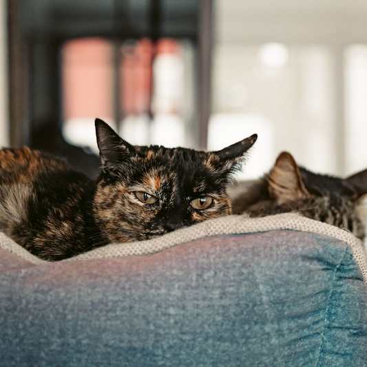 Two cats resting in a pet bed