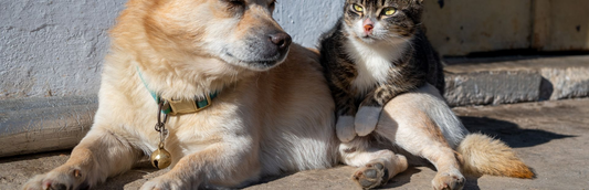 A dog and a cat in the sunshine