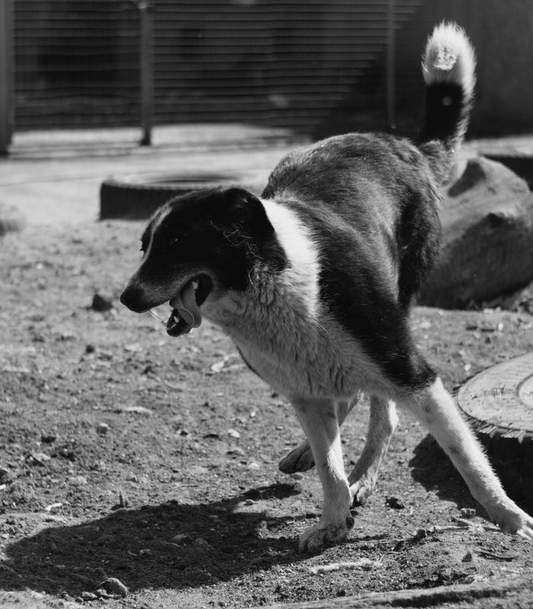 A dog playing