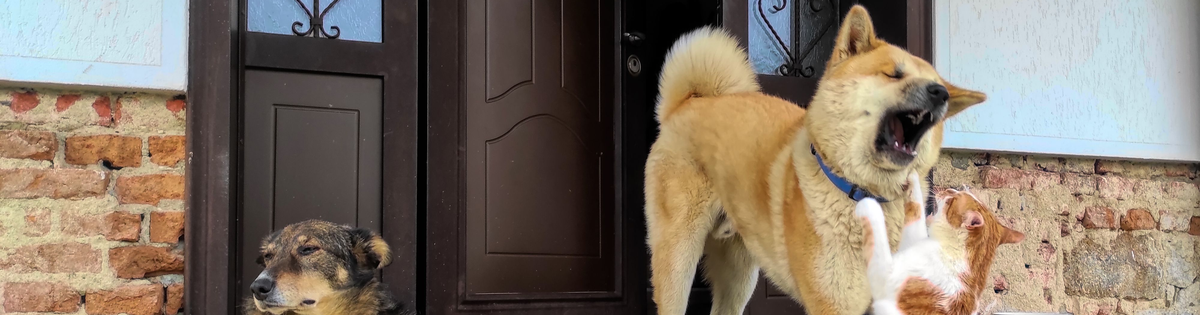 Two dogs greeting each other by a doorway
