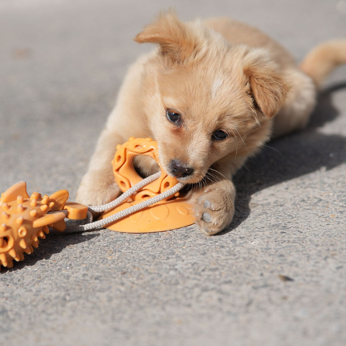 Pet Toys