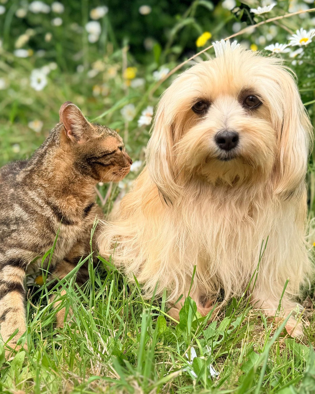 A cat and a small fluffy dog sitting together in a daisy meadow