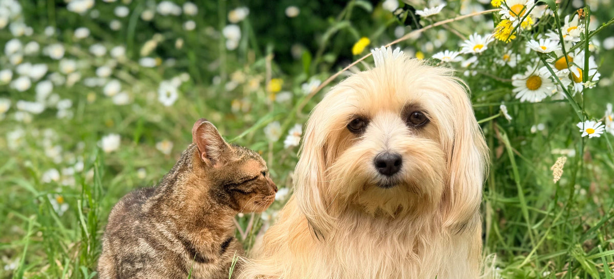 A cat and a small fluffy dog sitting together in a daisy meadow