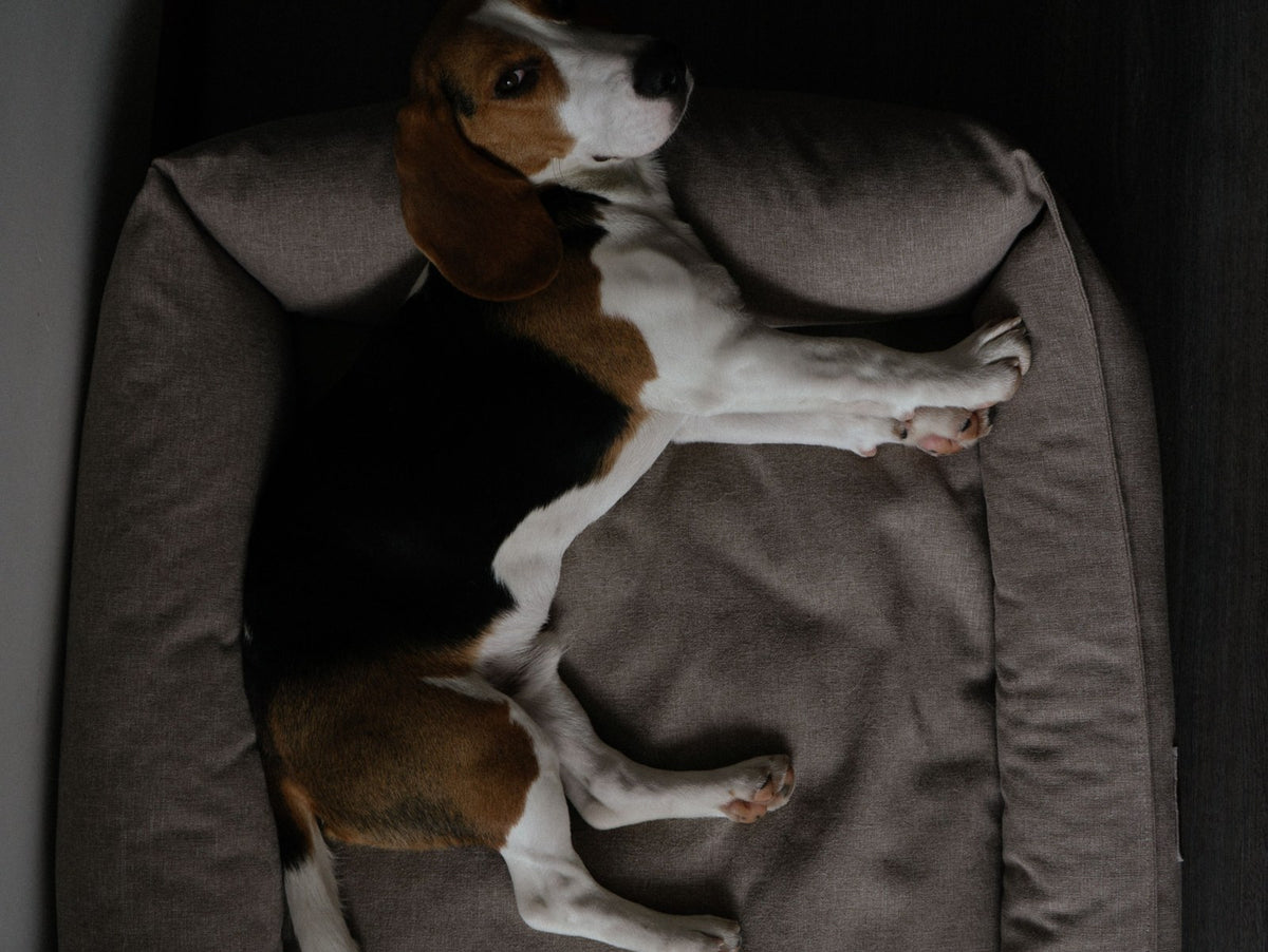 Pet Beds