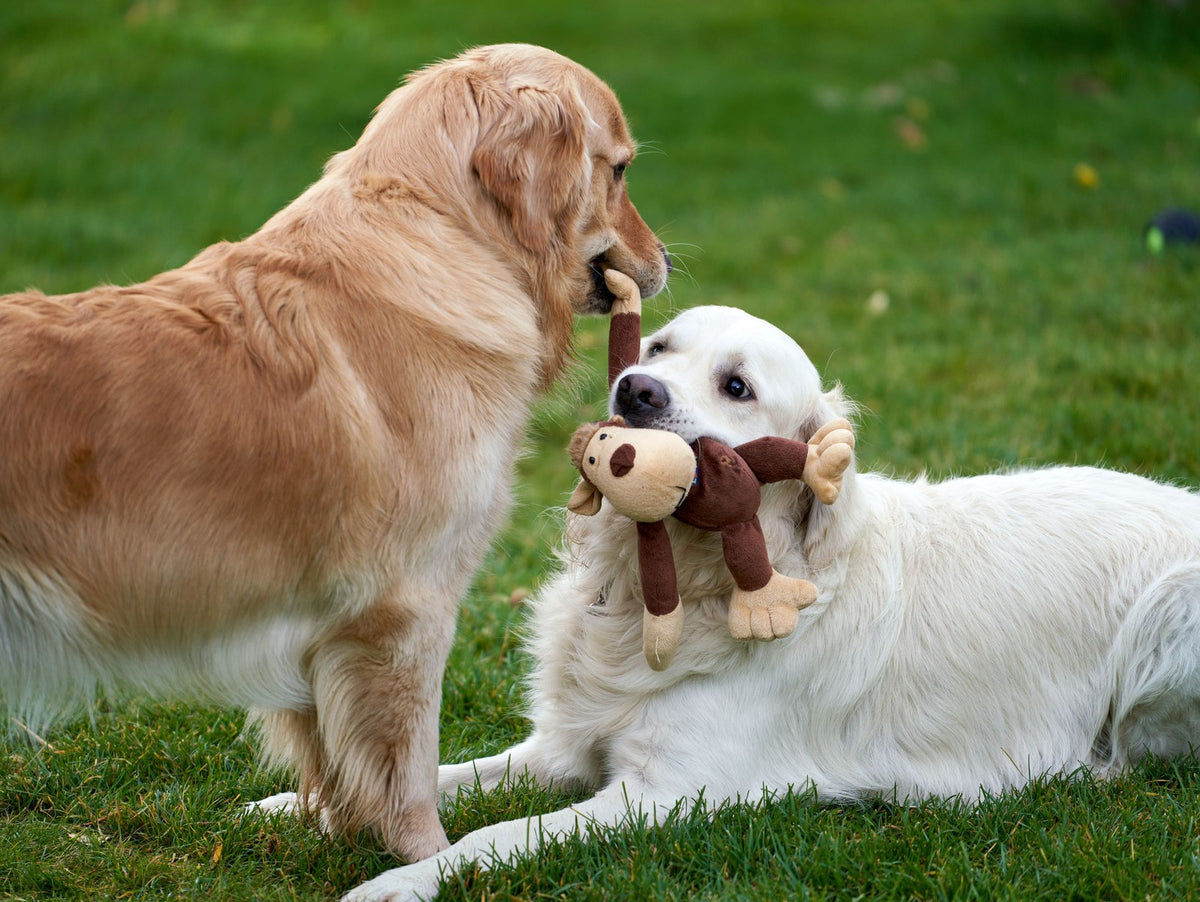Pet Toys
