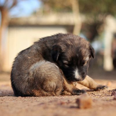A puppy